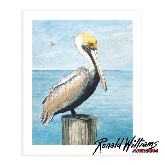 Prints - Pelican Waiting For His Meal