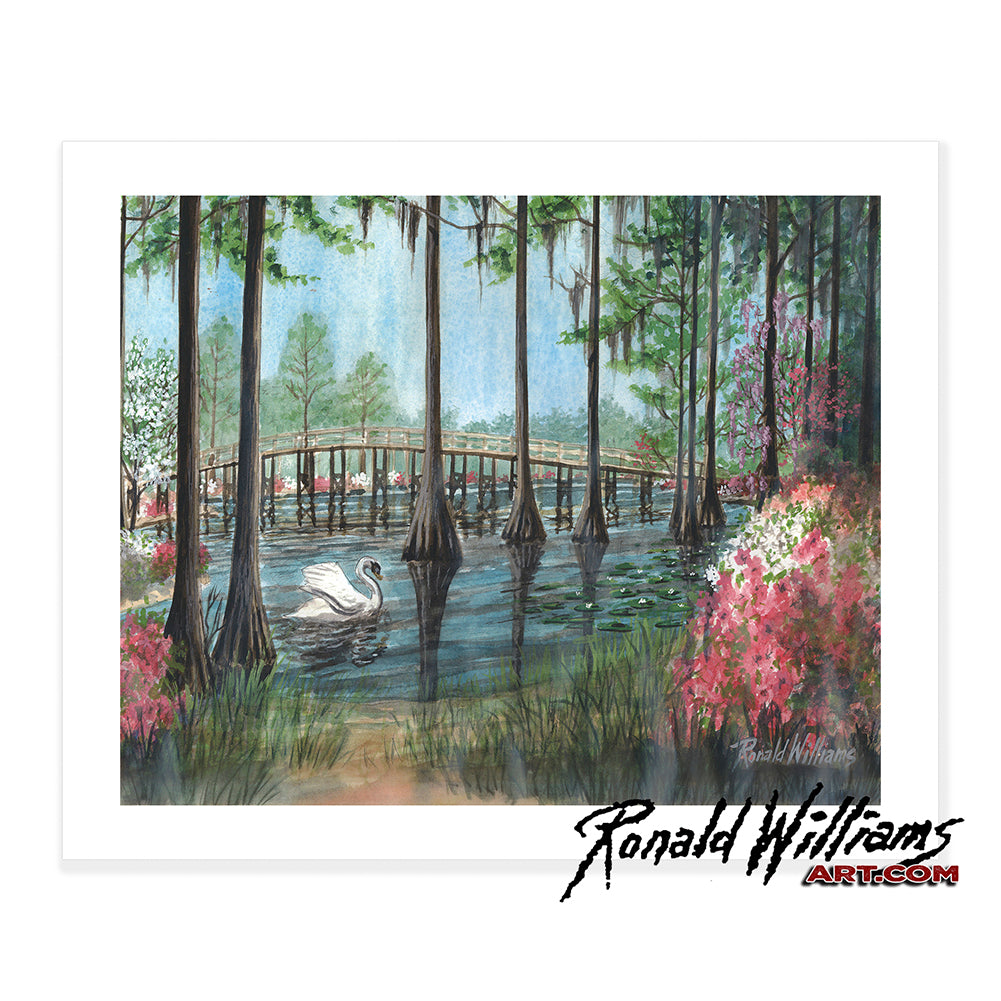 Prints - Beautiful White Swan Chilling Out