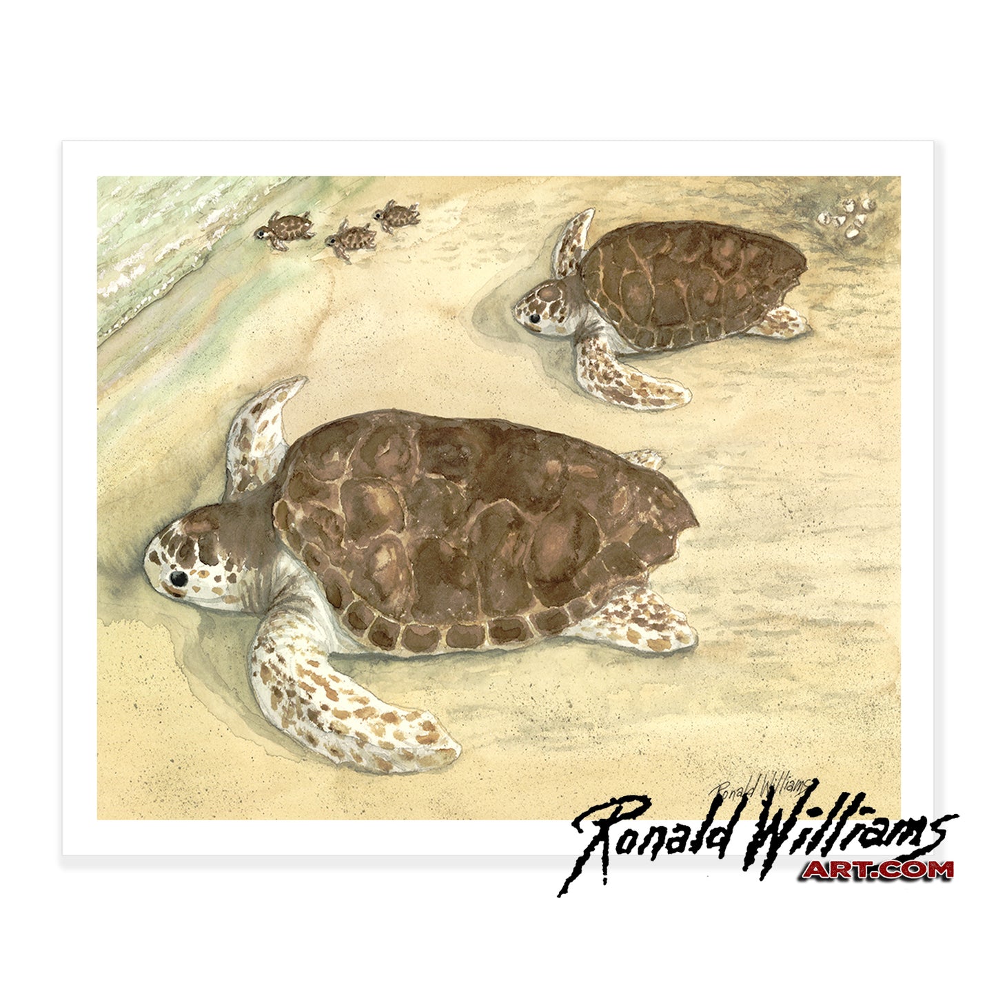 Prints - Turtle Hatchlings