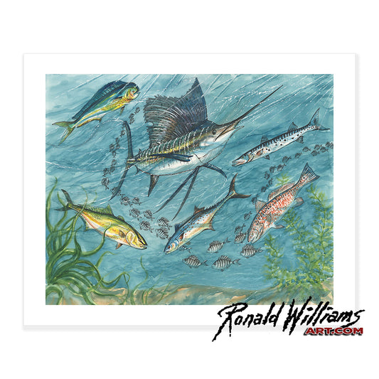 Prints - Atlantic Ocean Game Fish