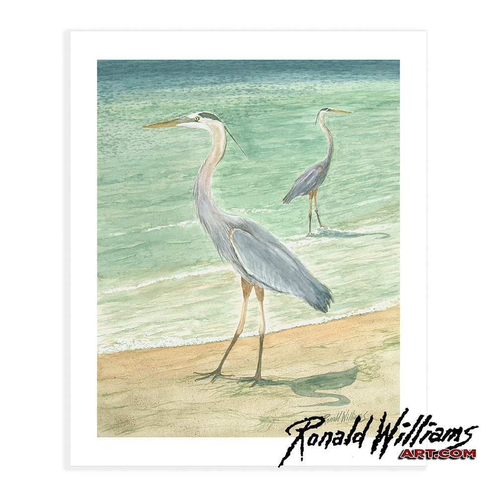 Prints - A Blue Heron on the Waters Edge