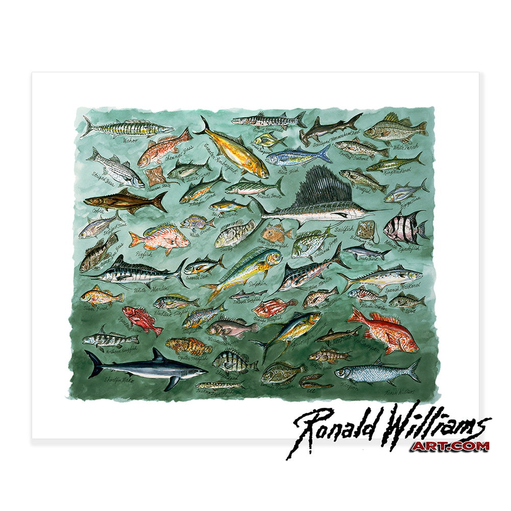 Prints - So Many Saltwater Fish So Little Time