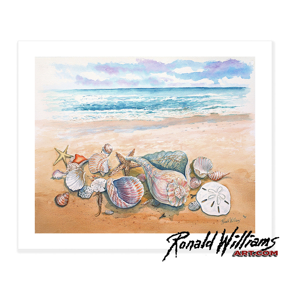 Prints - Nice Collection od Seashells