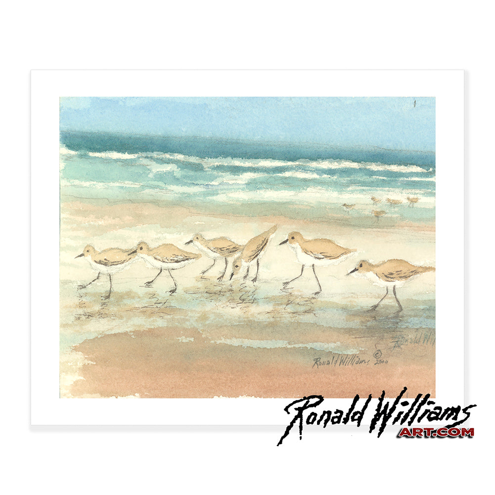 Prints - The Sandpipers Feeding on the Beach